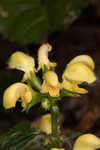 Yellow archangel